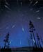 leonids